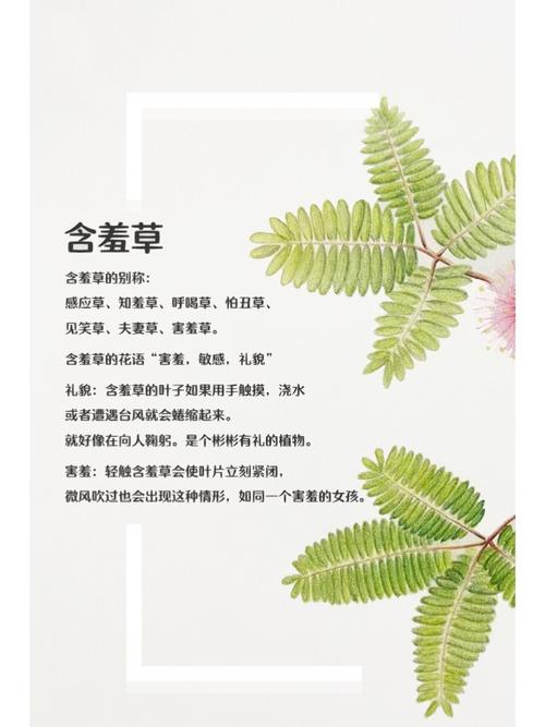 四库影院在线视频观看 - 海量高清免费资源，畅享无广告追剧体验